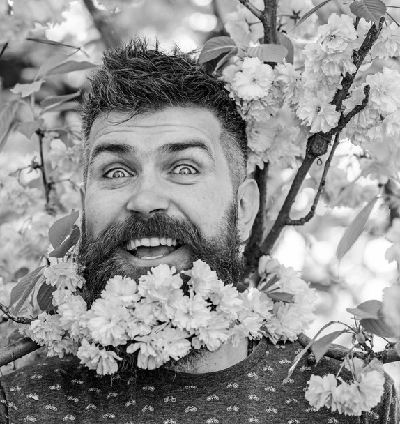 Man with beard and mustache on surprised face near pink flowers, close up. Hipster with sakura blossom bouquet in beard. Bearded man with sakura on background, defocused. Barber and hair care concept - Foto, Imagen