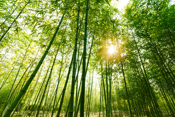 bambusz erdő, - Fotó, kép