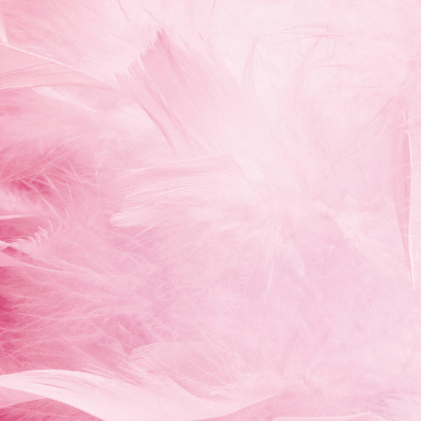 Abstract beautyful pink tone feathers background. Fluffy feather fashion design vintage bohemian style pastel texture. Wedding, anniversary, valentine's day concept. Soft focuse. - Foto, Imagem