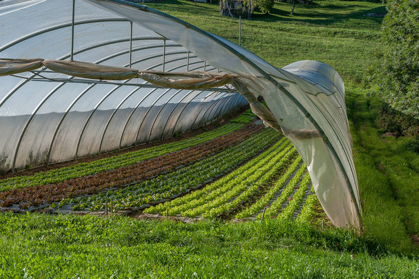 organiczna hodowla, uprawa warzyw w szklarniach - Zdjęcie, obraz