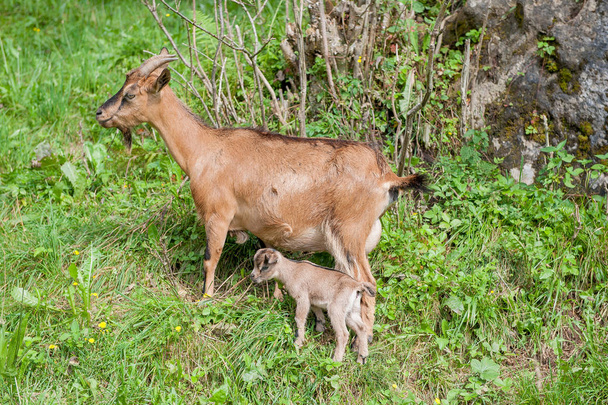 chèvre sevre le chiot en liberté
 - Photo, image