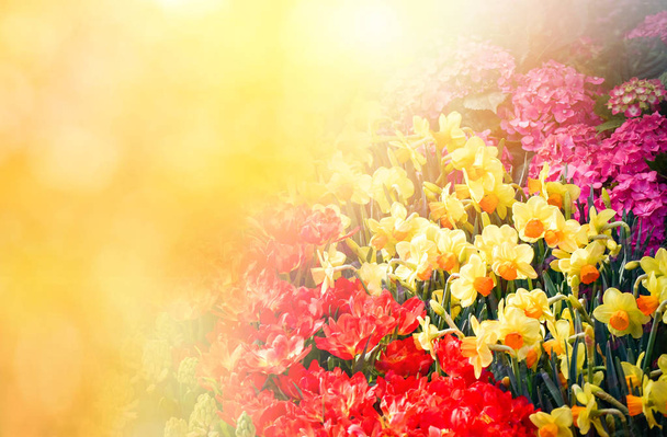 Tulipanes fondo / colorido tulipanes jardín decoración rojo amarillo y verde planta - Hermoso campo tulipanes florecimiento primavera fondo floral
  - Foto, Imagen
