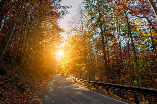 road in the woods in the fall - Photo, Image