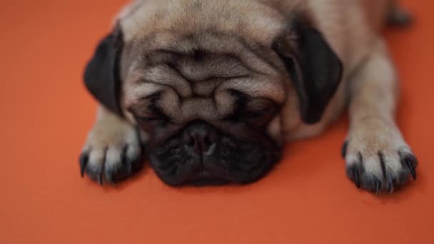 オレンジ色の背景に面白いパグの子犬。大きな悲しそうな目、オレンジ色の背景に巨大な目がオレンジ色の背景、ベージュ パグに怪訝な表情とかわいいパグ犬の肖像画 - 映像、動画
