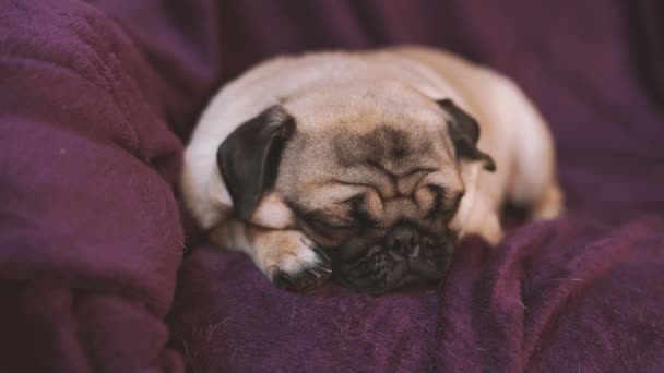 Funny pug, puppy resting on a chair. Portrait of cute pug dog with big sad eyes and cute face, beige Spitz with huge eyes - Footage, Video