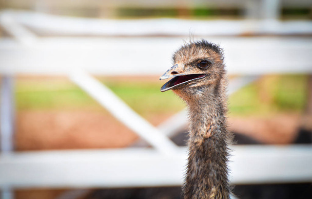 Emu cabeza / primer plano de la cabeza Emu abrir la boca en la granja
 - Foto, imagen