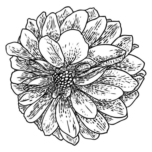 Dahlia flower, related species include the daisy, chrysanthemum, and zinnia. Ink floral art. Floral head for wedding decoration, Valentine's Day, Mother's Day, sales and other events. Vector. - Вектор, зображення