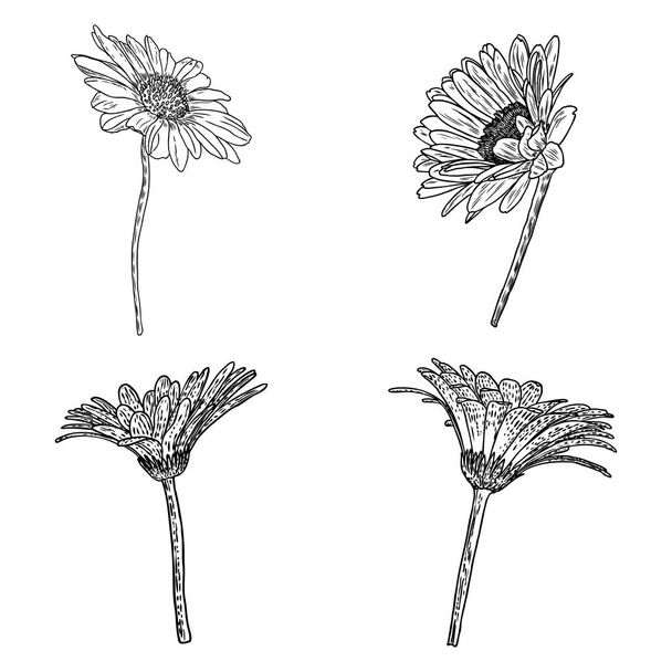 Daisy floral botany collection sketch. Daisy flower drawings. Black and white line art isolated on white backgrounds. Hand drawn botanical illustrations. Vector. - Vettoriali, immagini