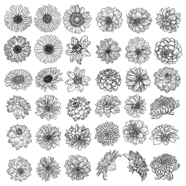 Set of isolated Daisy, Dahlias, Zinnia and Gerbera ink hand drawn flower illustration in black and white plane outline on white background. Spring botanical flowers vector. - Wektor, obraz