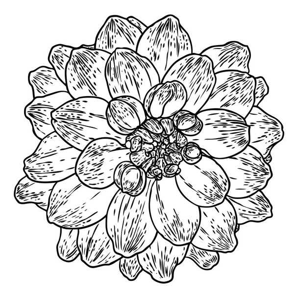 Dahlia. Botanical illustration. Design elements in black and white. Floral head for wedding decoration, Valentine's Day, Mother's Day, sales and other events. Vector. - ベクター画像