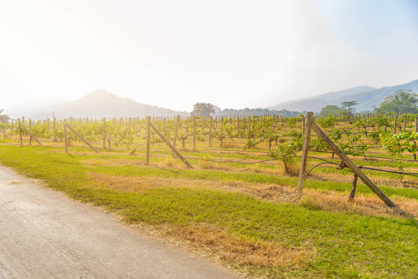 background landscape of vineyard and mountain view - Φωτογραφία, εικόνα
