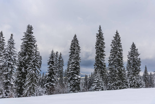 Amazing nature view with pine trees and cloudy sky background - Valokuva, kuva