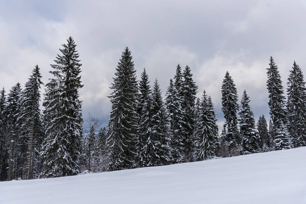 Amazing nature view with pine trees and cloudy sky background - Fotoğraf, Görsel