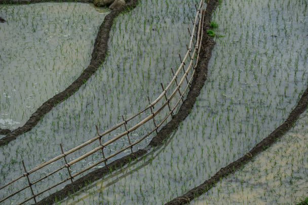 schöne Reisterrassenfelder zur Regenzeit in Nordvietnam. - Foto, Bild