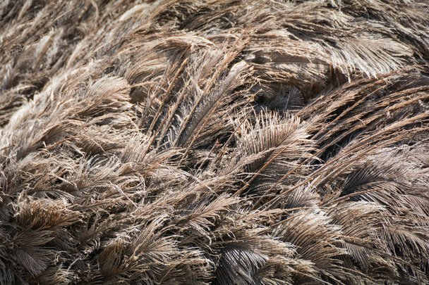 Fondo de plumas de avestruz / Pluma de avestruz o emú Fondo de textura de piel de ave
 - Foto, Imagen