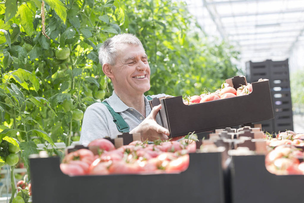 Улыбающийся старший фермер складывает ящики с помидорами в теплице
 - Фото, изображение