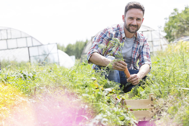 Portret uśmiechniętego człowieka zbierając marchew w gospodarstwie - Zdjęcie, obraz