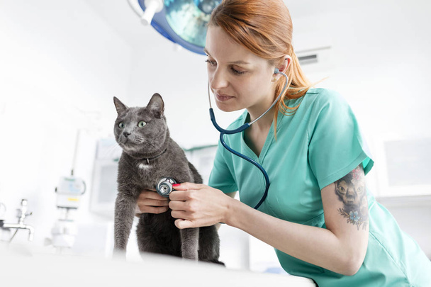 Doctor examining cat with stethoscope at veterinary clinic - 写真・画像