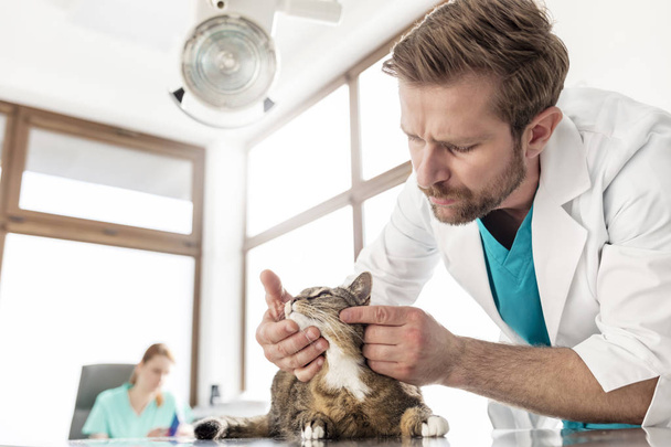 Doctor examining cat on table at veterinary clinic - Foto, afbeelding