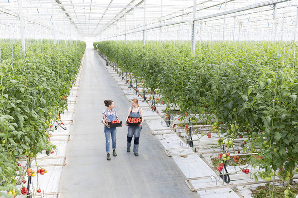 High angle view of coworkers carrying tomatoes in crate at greenhouse - Photo, image