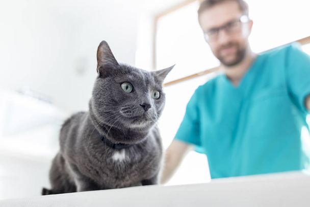 Doctor looking at Russian Blue cat on bed in veterinary clinic - Foto, afbeelding