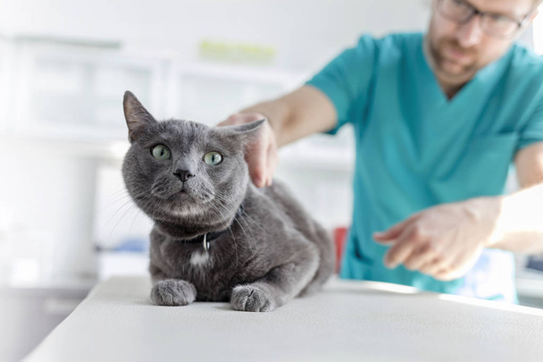 Doctor examining Russian Blue cat on bed at veterinary clinic - Photo, image