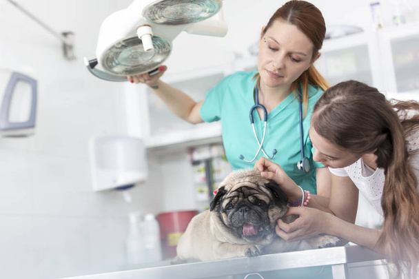 Young veterinary doctor and girl stroking pug on table at hospital - Foto, imagen
