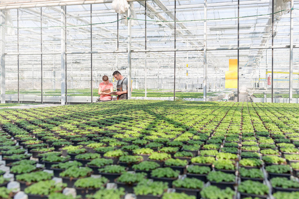 Botanists discussing while standing by seedlings in greenhouse - Zdjęcie, obraz