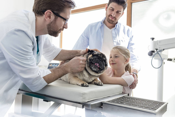 Owners looking at doctor examining pug on bed in veterinary clinic - Fotoğraf, Görsel