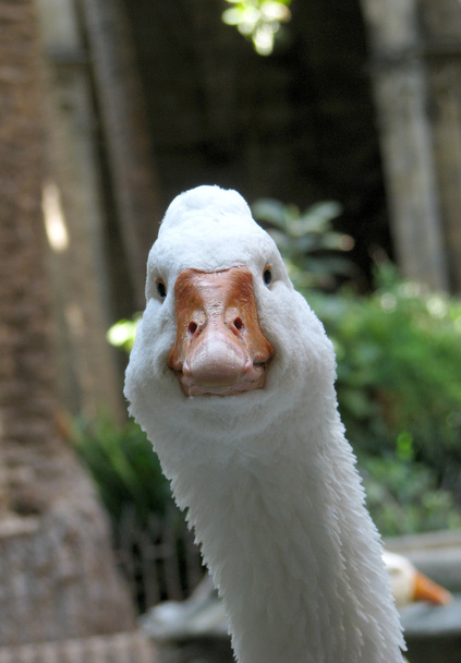 Сurious goose - Photo, Image