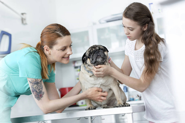 Young veterinary doctor and girl stroking pug on table at hospital - Valokuva, kuva