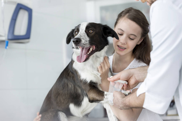 Girl looking at veterinary doctor wrapping bandage on dog's leg in clinic - Foto, Imagem