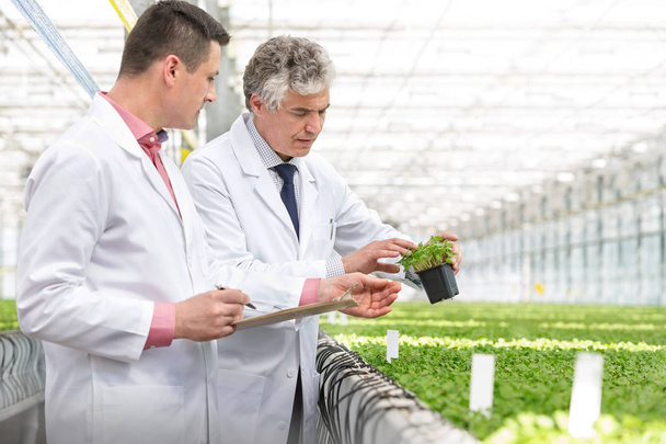 Mature male biochemists discussing over seedling in plant nursery - 写真・画像