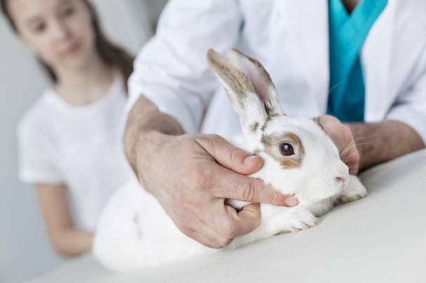 Midsectie van arts onderzoekt konijn op bed in veterinaire kliniek - Foto, afbeelding