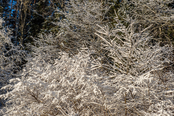 luonnonkaunis näkymä luminen metsä talvipäivänä
 - Valokuva, kuva