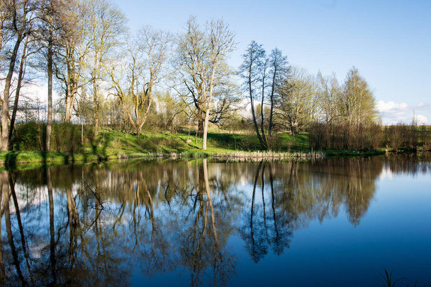 piękny widok na Las drzew refleksje w jeziorze na letni dzień - Zdjęcie, obraz