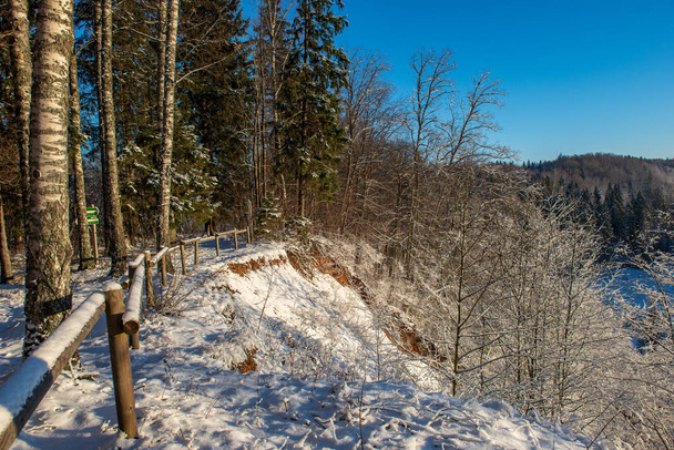 schilderachtig uitzicht op besneeuwde bos op winterdag - Foto, afbeelding