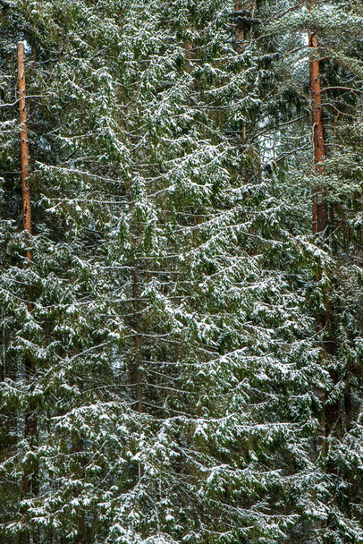malerischer Blick auf den verschneiten Wald an einem Wintertag - Foto, Bild