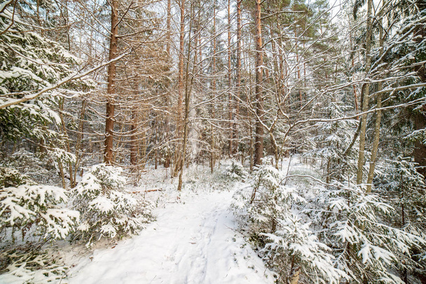 scenic view of snowy forest on winter day - Photo, image