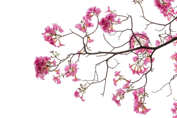 Рожева квітка і гілка дерева ізольовані на білому тлі
 - Фото, зображення