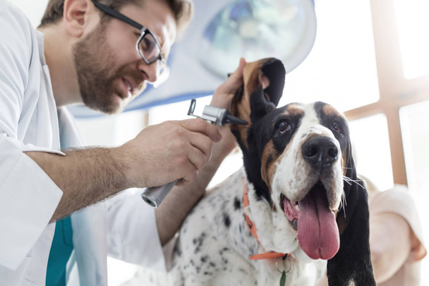 Closeup of doctor examining dog's ear with otoscope equipment at veterinary clinic - Fotoğraf, Görsel