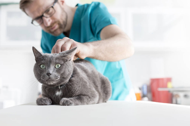 Veterinary doctor examining Russian Blue cat at clinic - Valokuva, kuva