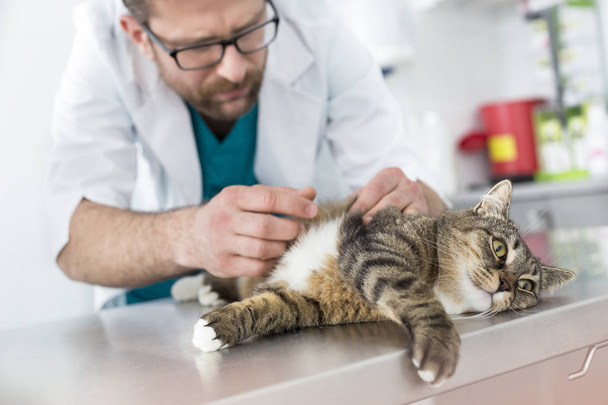 Doctor examining fur of cat on table in veterinary clinic - Fotoğraf, Görsel