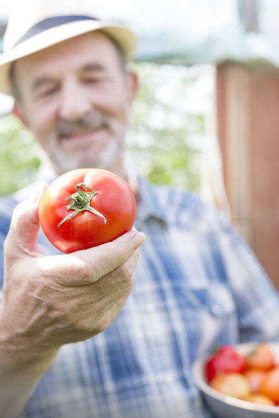 Closeup of farmer holding fresh tomato at farm - Fotoğraf, Görsel