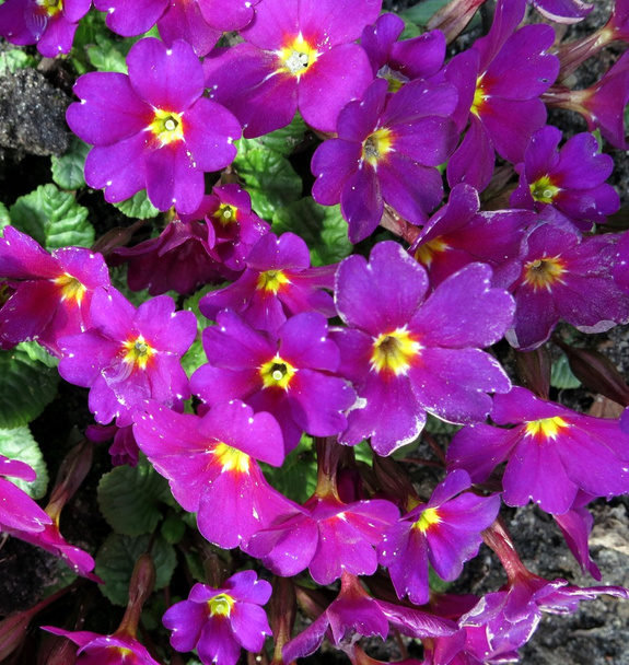 Flaurishing primroses - Photo, Image