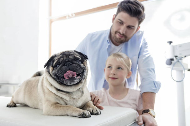 Owners looking at pug on bed in veterinary clinic - Valokuva, kuva