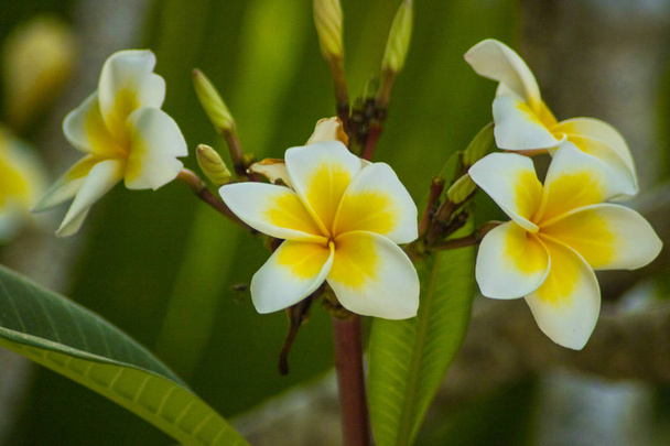 beautiful frangipani plumeria flower photo - Φωτογραφία, εικόνα