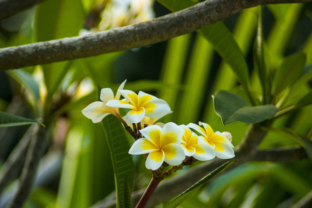 mooie frangipani plumeria bloem foto - Foto, afbeelding