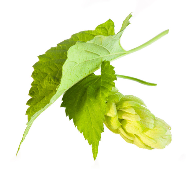 Detail of hop cone and leaves on white background - Photo, Image