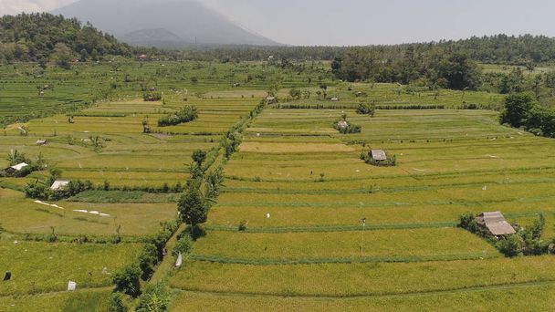 Tarasy ryżowe i grunty rolne w Indonezji - Zdjęcie, obraz
